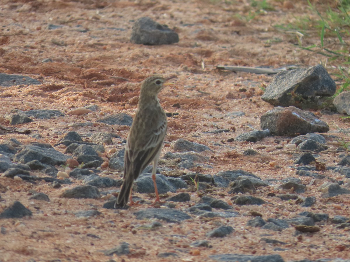 Anthus sp. - ML646587186