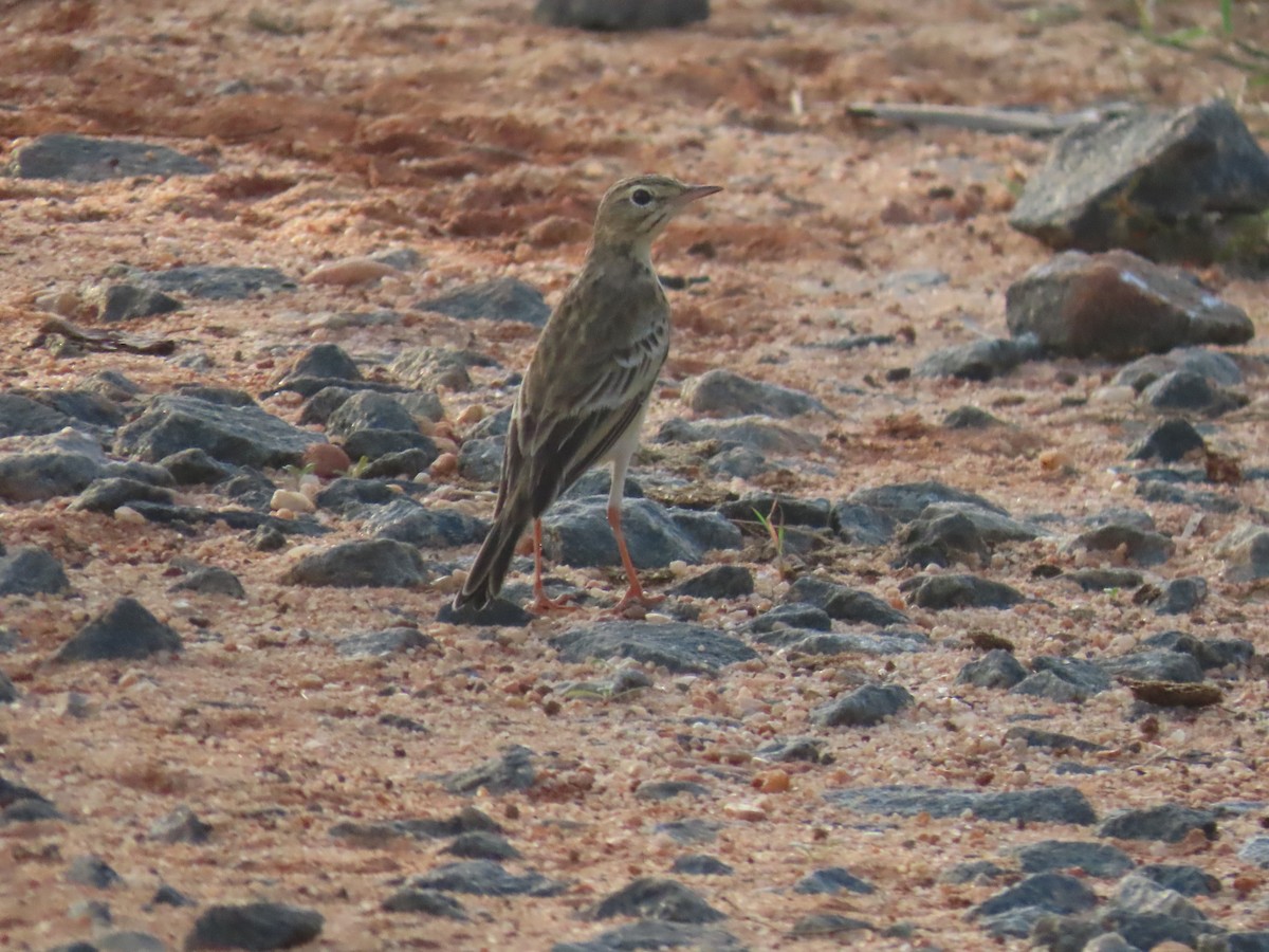 Bisbita (Anthus) sp. - ML646587187