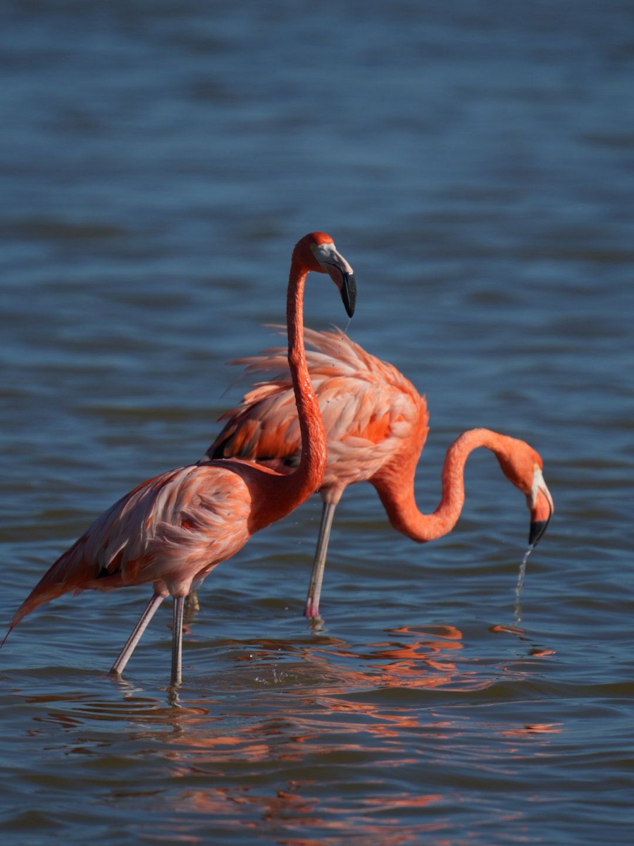 Flamant des Caraïbes - ML646587188