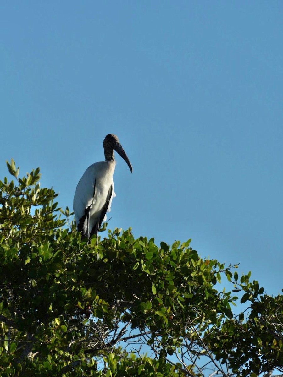 Tantale d'Amérique - ML646587189