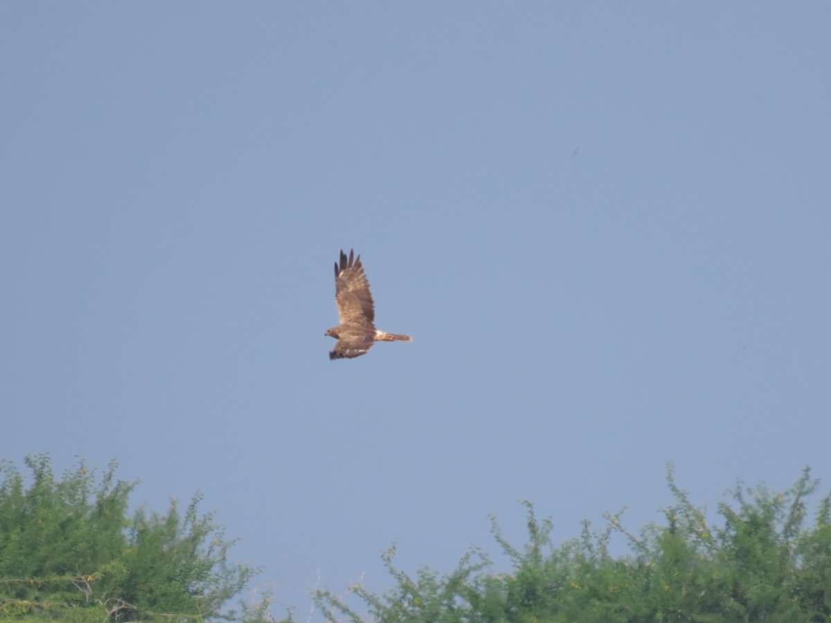 busard sp. - ML646587191