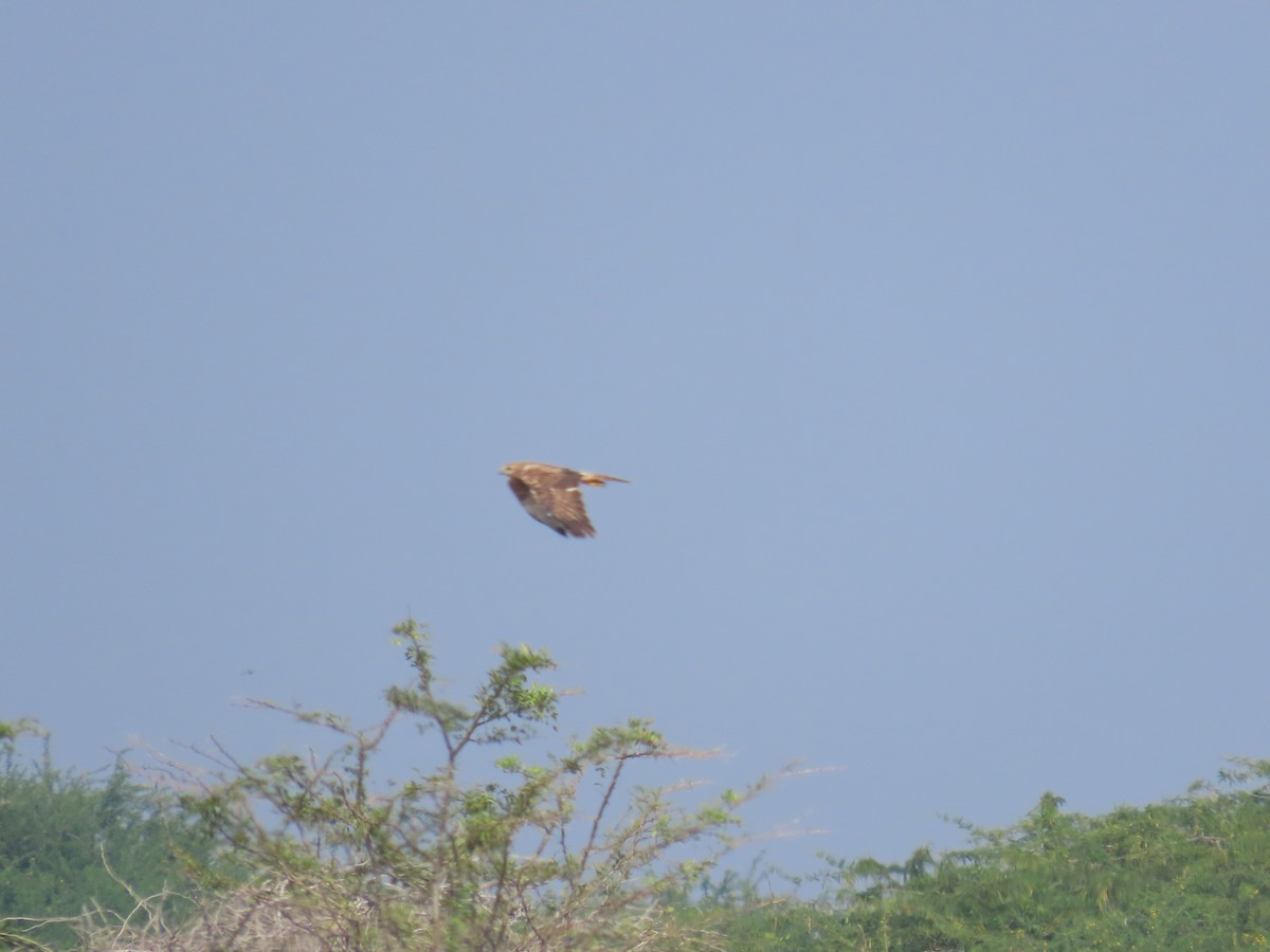 busard sp. - ML646587192