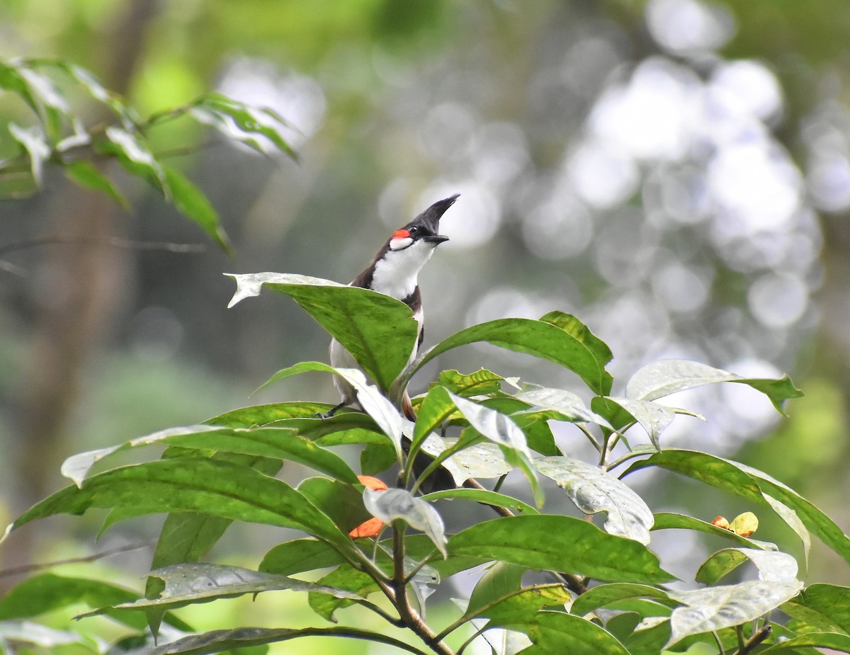 Bulbul orphée - ML646587193