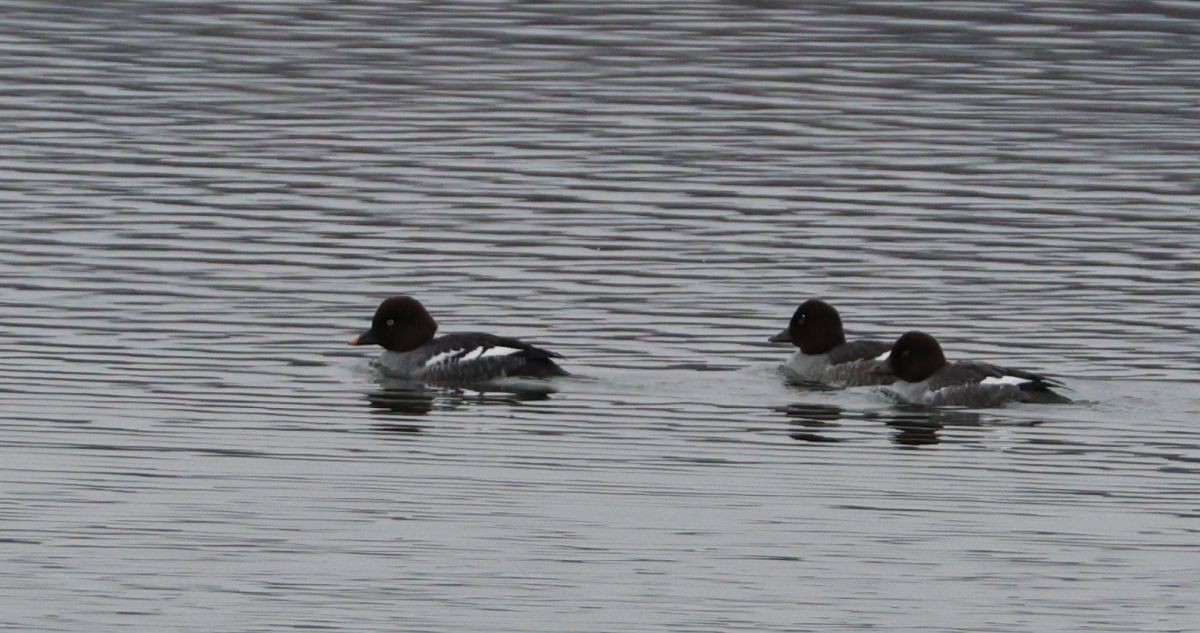Garrot à oeil d'or - ML646587200