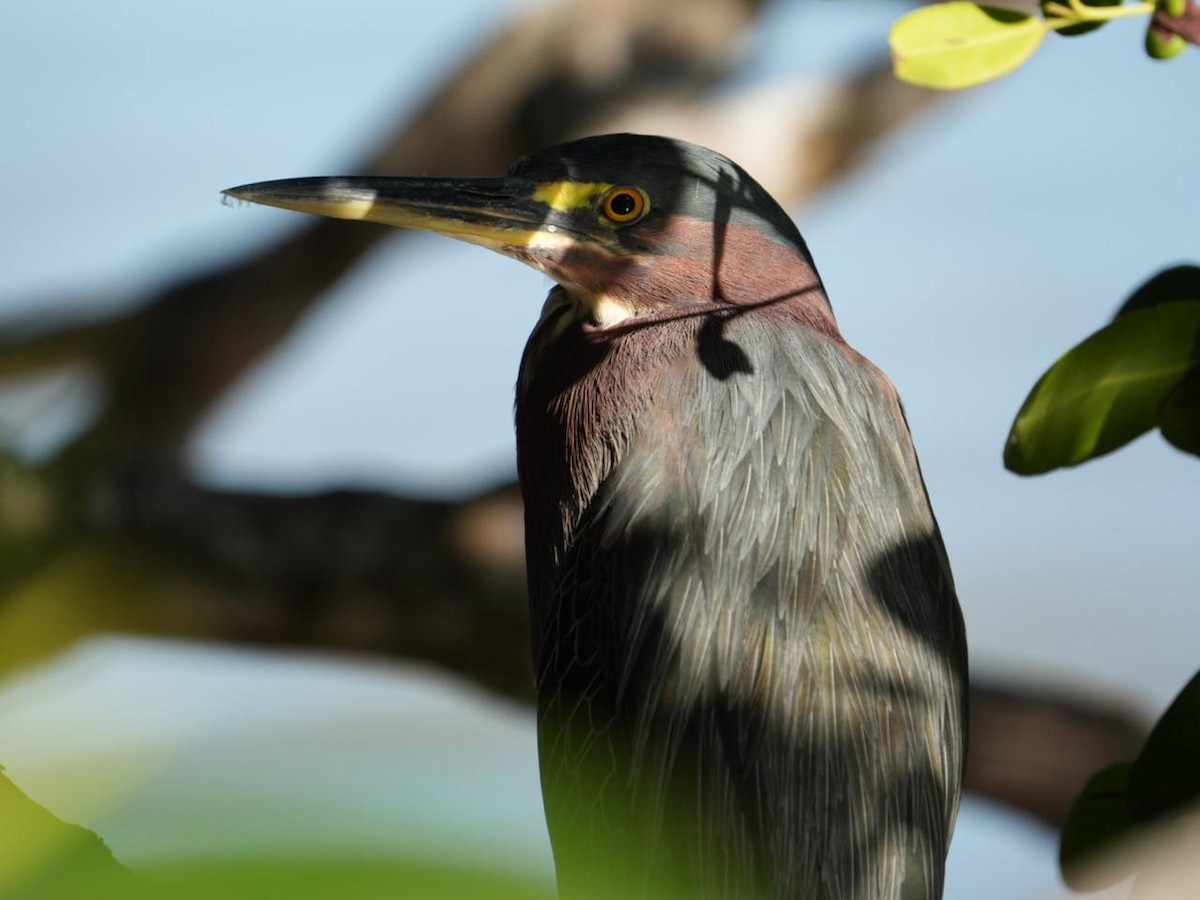 Héron vert - ML646587201