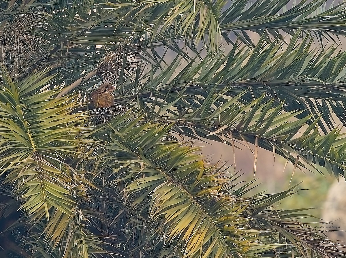 Malcoha sirkir - ML646587206