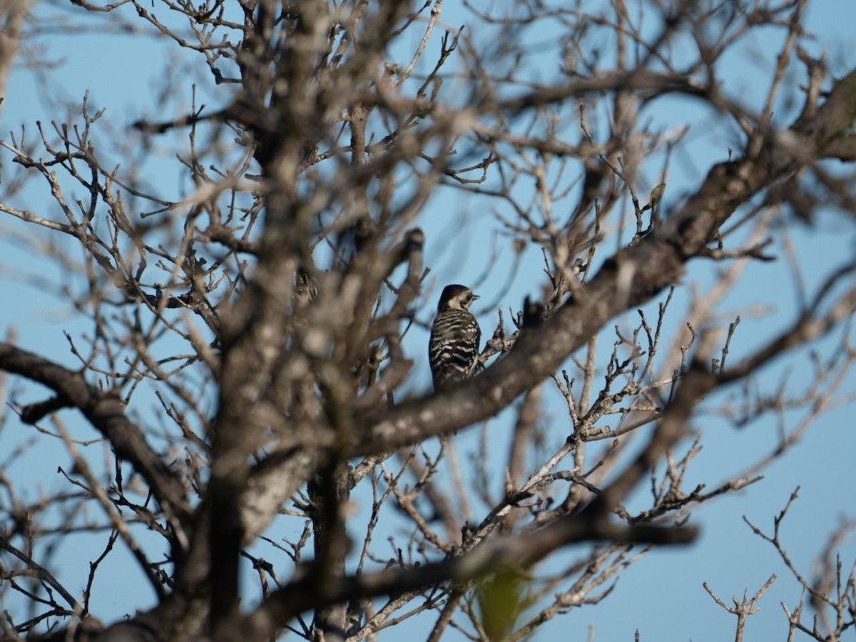 Pic arlequin - ML646587207