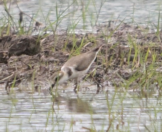 Pluvier à collier interrompu - ML646587208