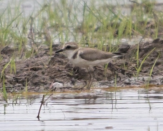 Pluvier à collier interrompu - ML646587209