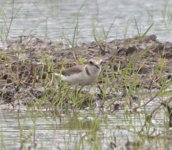 Pluvier à collier interrompu - ML646587210