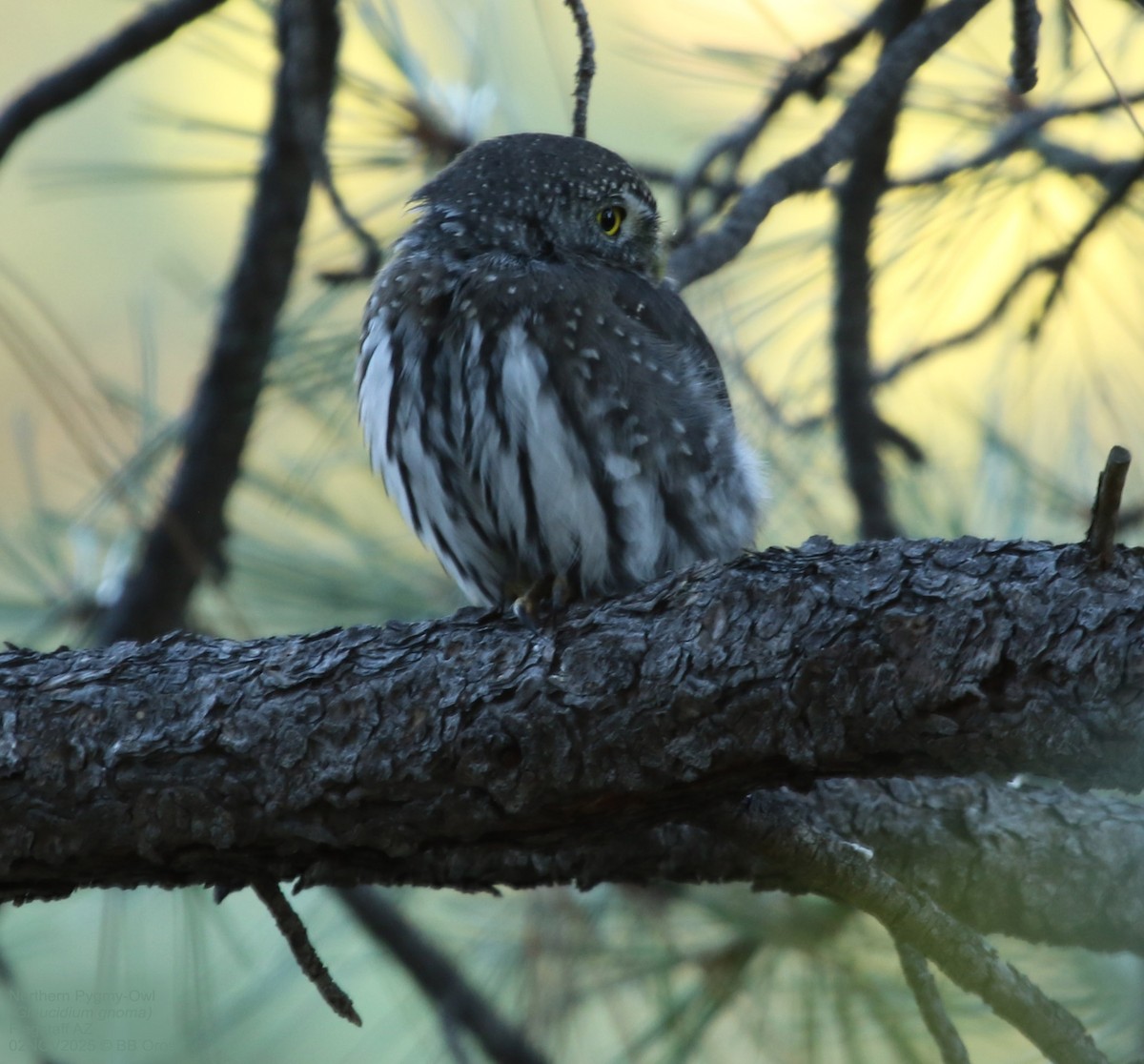 Chevêchette naine - ML646587211