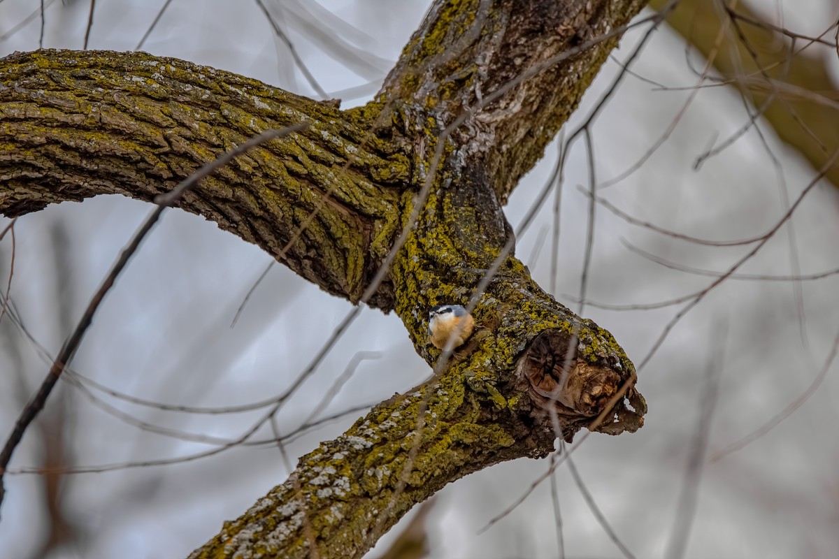 Sittelle à poitrine rousse - ML646587212