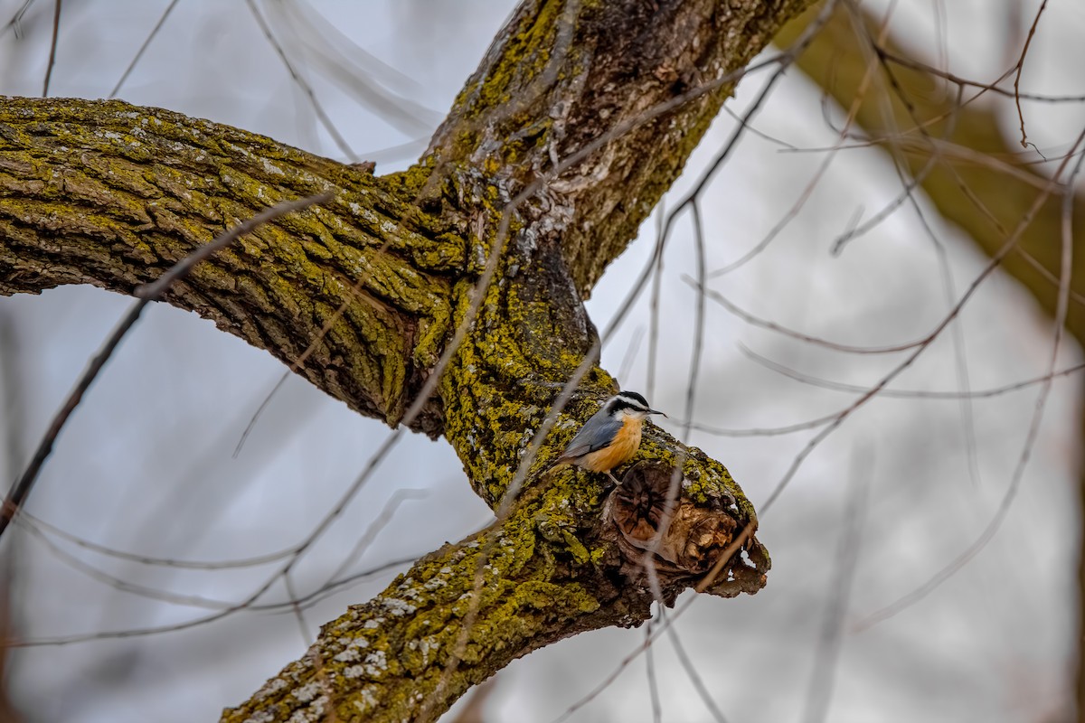 Sittelle à poitrine rousse - ML646587213