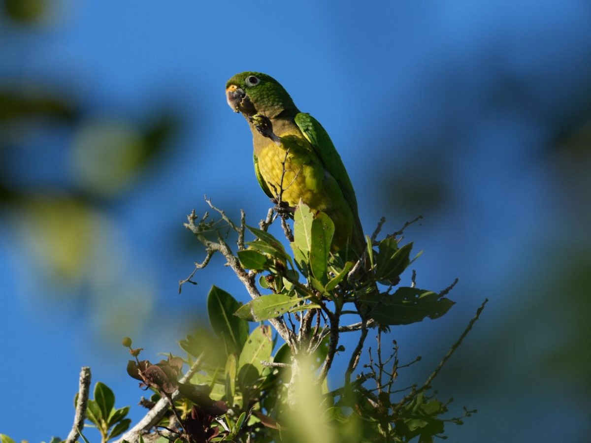 Conure naine - ML646587214