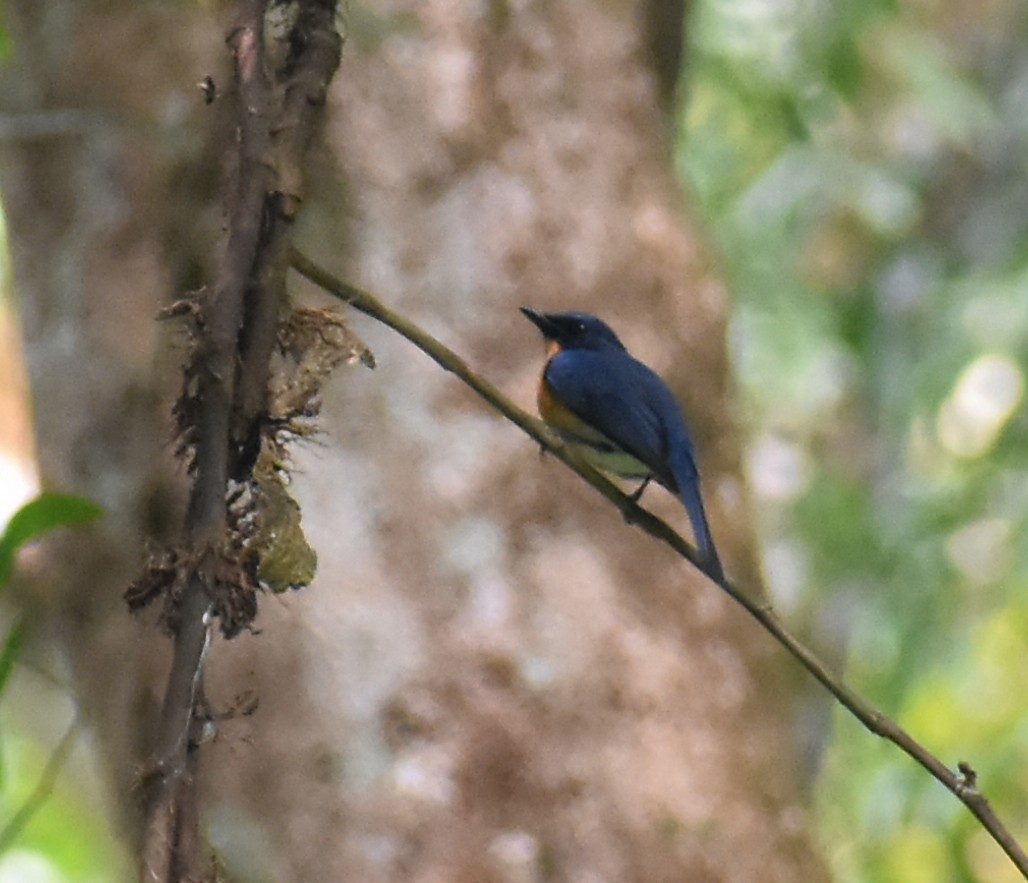 Gobemouche de Tickell - ML646587216
