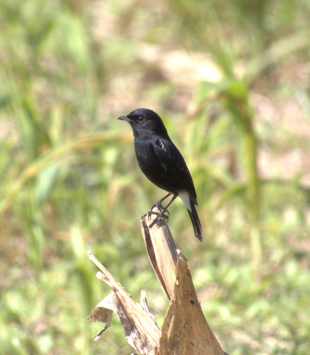 Tarier pie - ML646587217