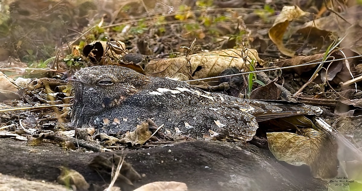 Engoulevent affin - ML646587219