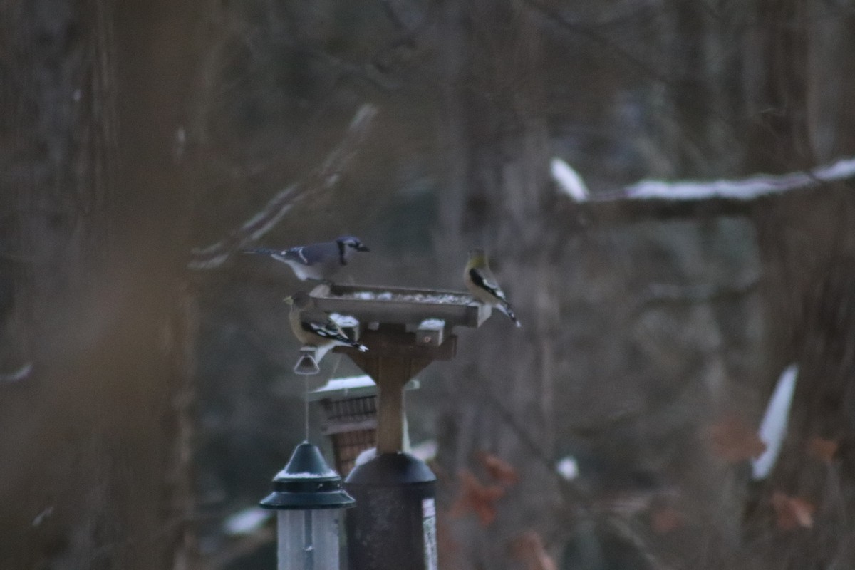 Geai bleu - ML646587220