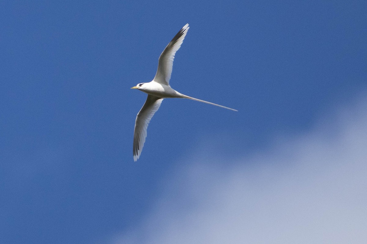 Phaéton à bec jaune - ML646587221