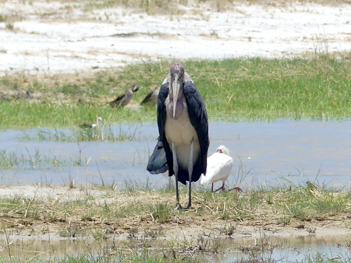 Marabout d'Afrique - ML646587222