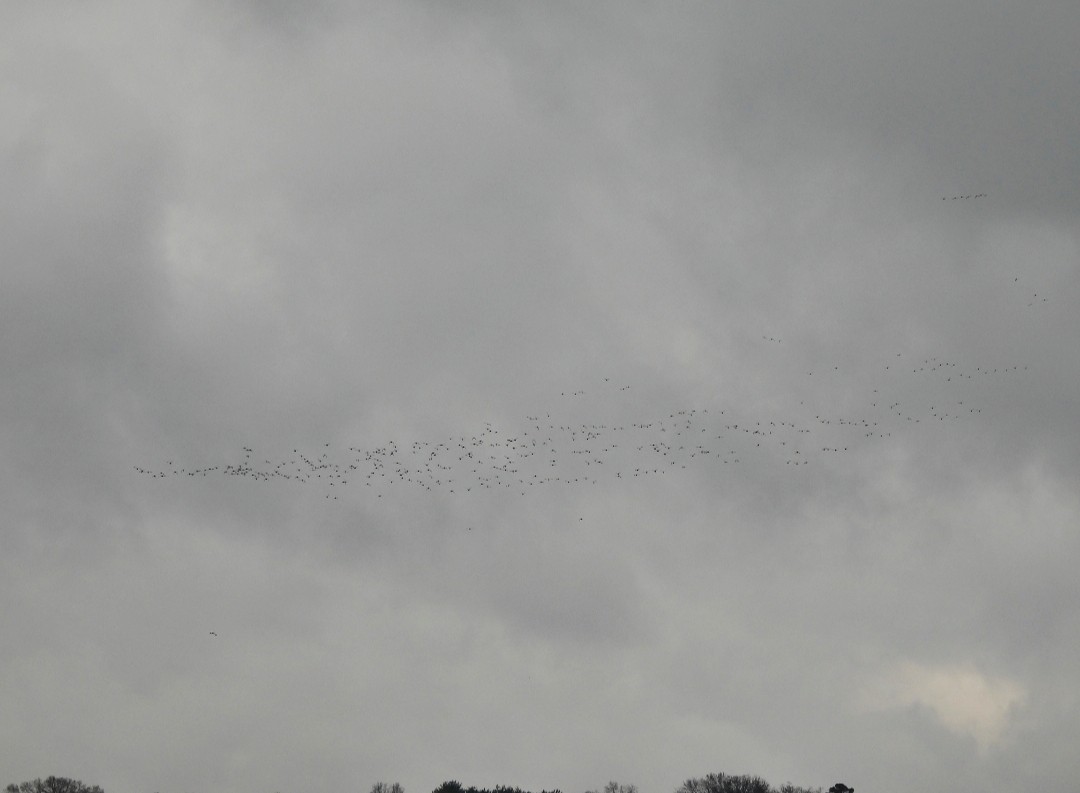 Fuligule à tête rouge - ML646587223