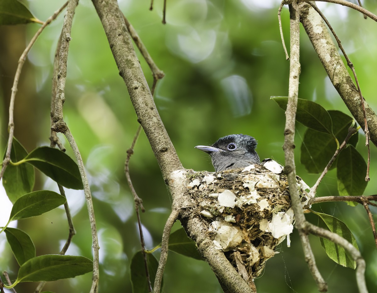 Tchitrec d'Afrique - ML646587224