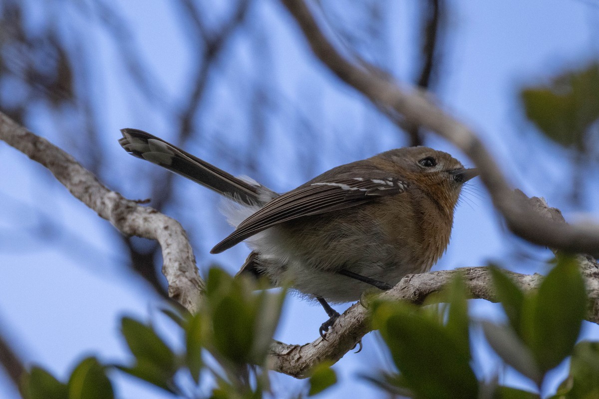 Monarque de Kauai - ML646587225