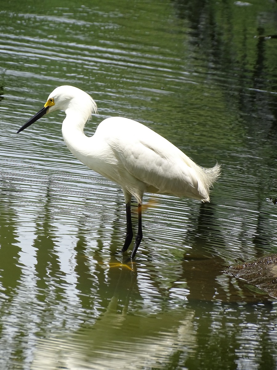Aigrette neigeuse - ML646587226