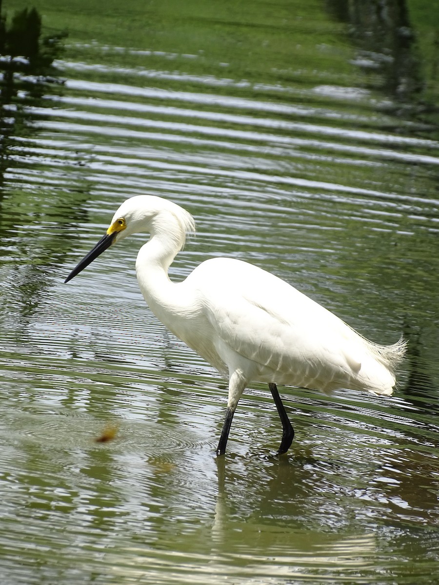 Aigrette neigeuse - ML646587227