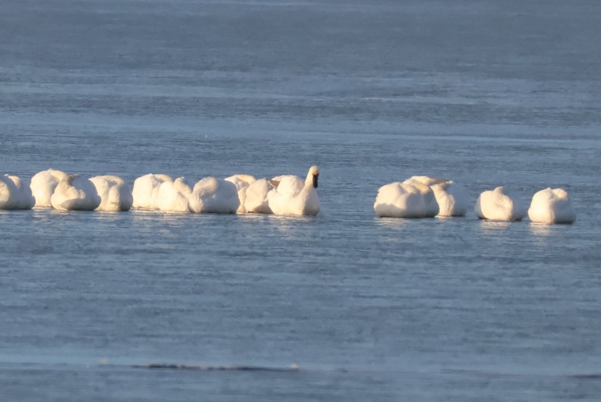 Американский лебедь - ML646587228