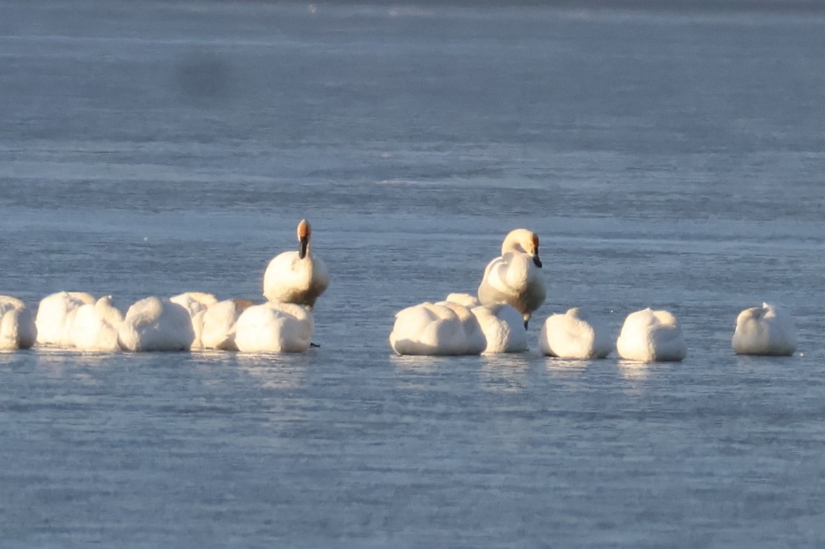 Американский лебедь - ML646587229