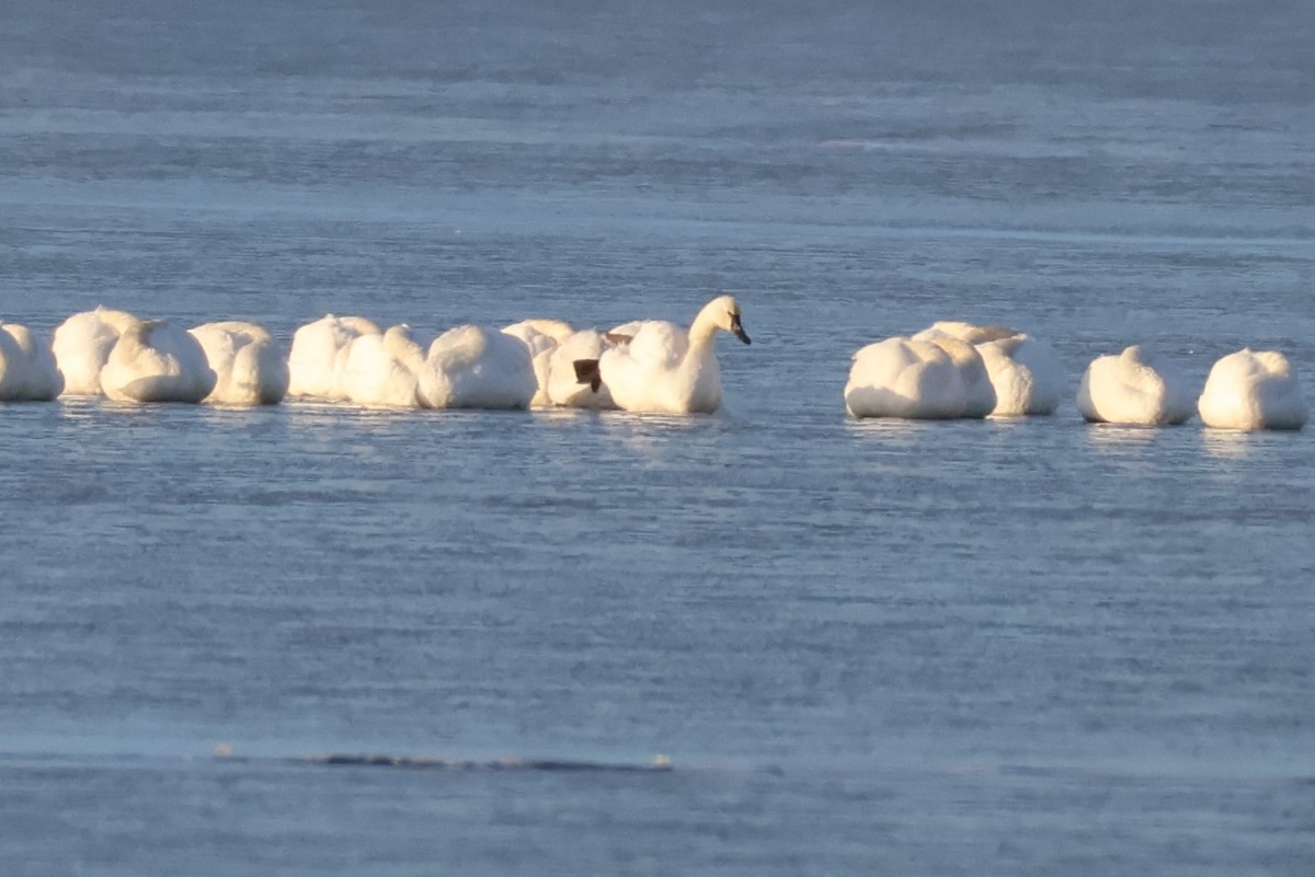 Американский лебедь - ML646587230