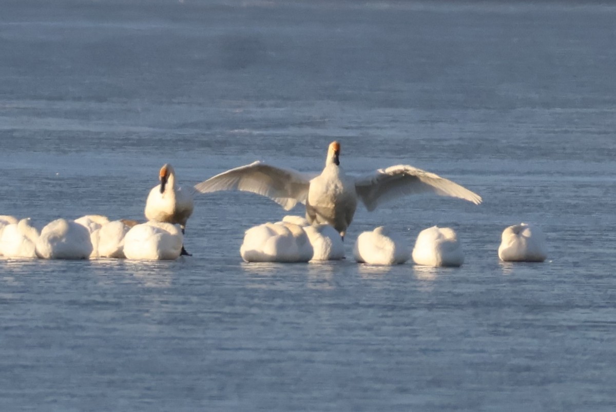 Американский лебедь - ML646587231