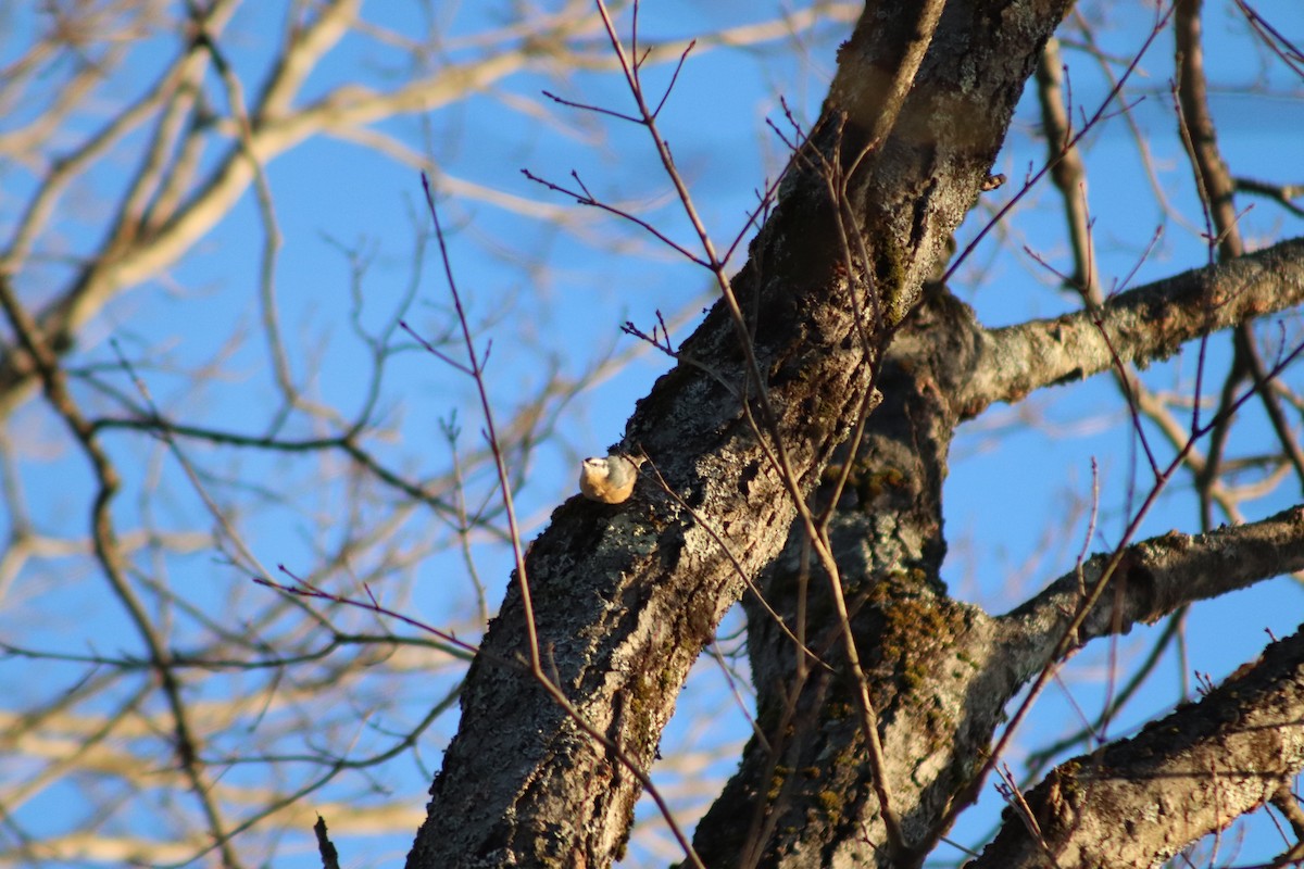 Sittelle à poitrine rousse - ML646587232