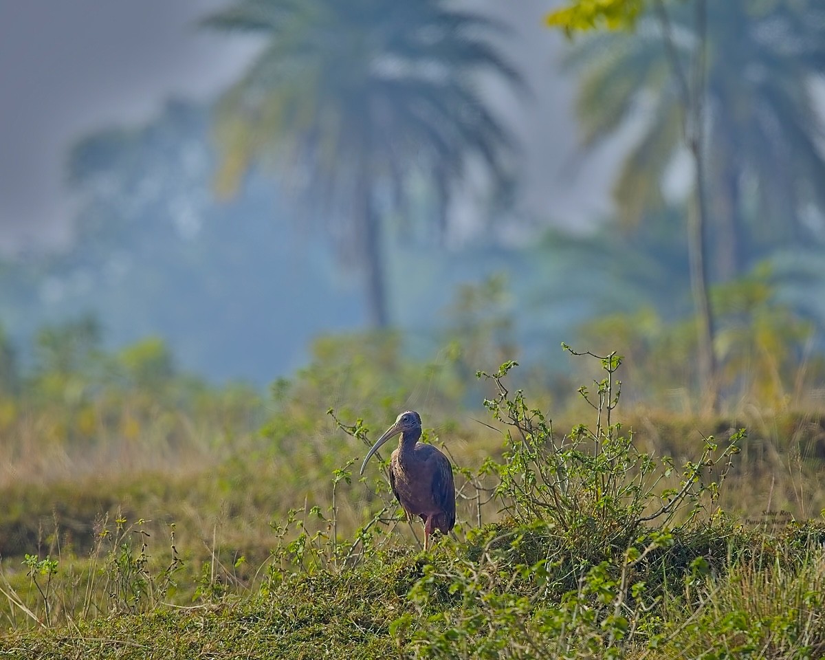 Red-naped Ibis - ML646587233