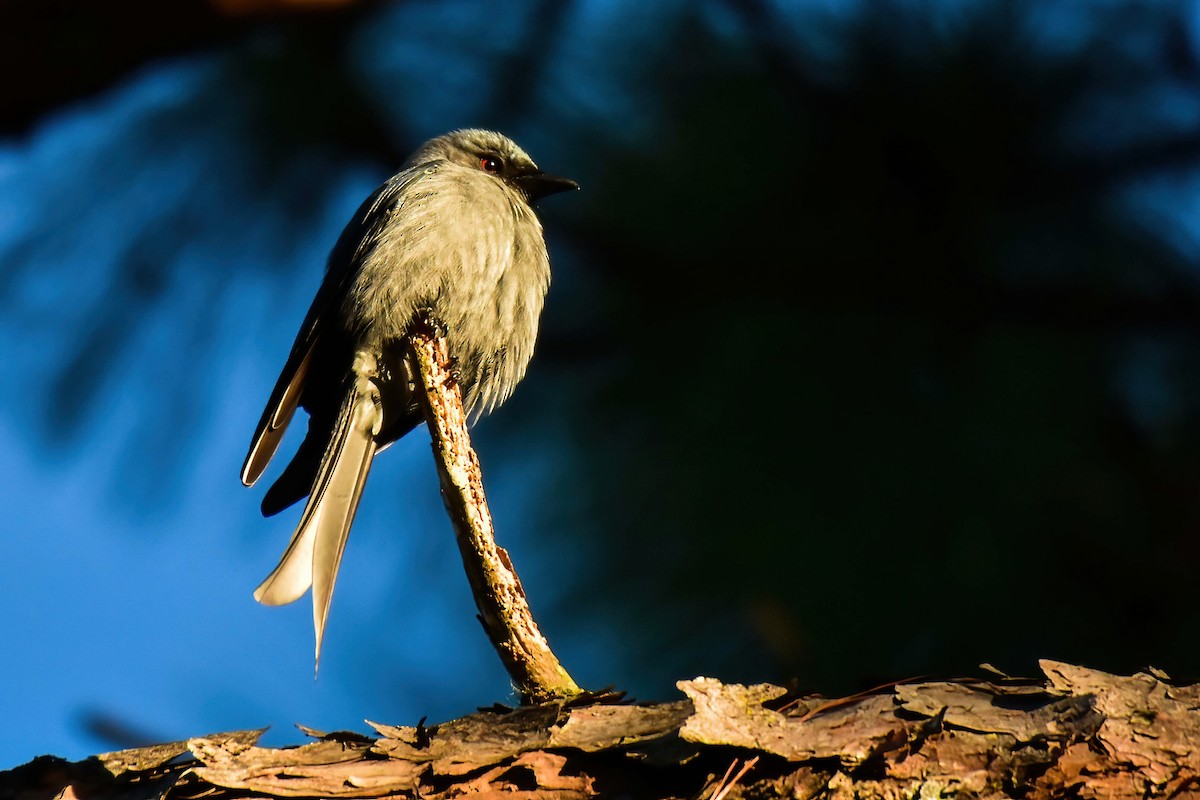 Пепельный дронго (группа leucophaeus) - ML646587234