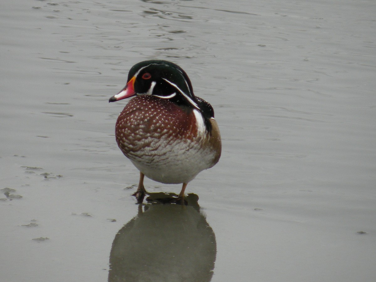 Wood Duck - ML646587235