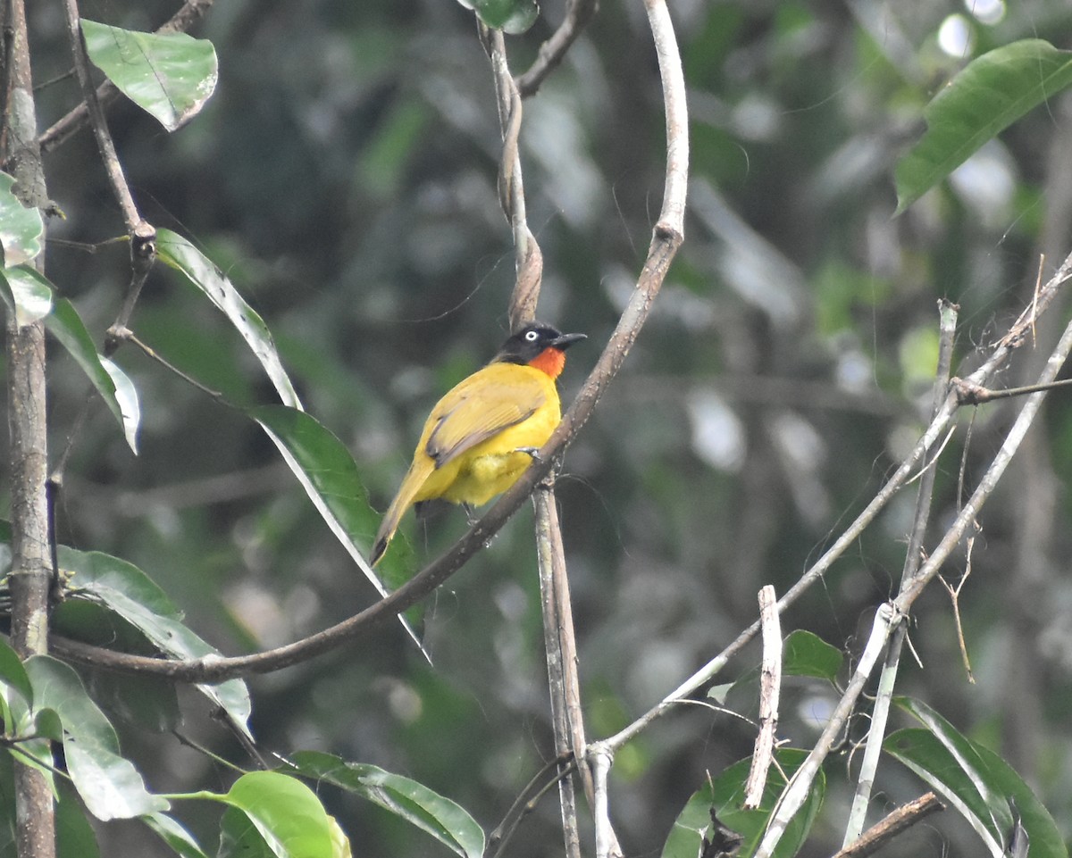 Bulbul à gorge rubis - ML646587236