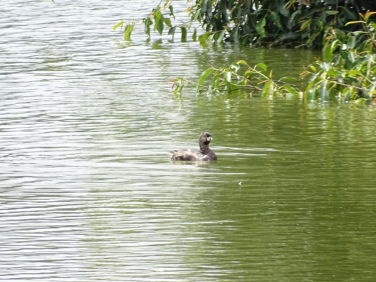 Pied-billed Grebe - ML646587237