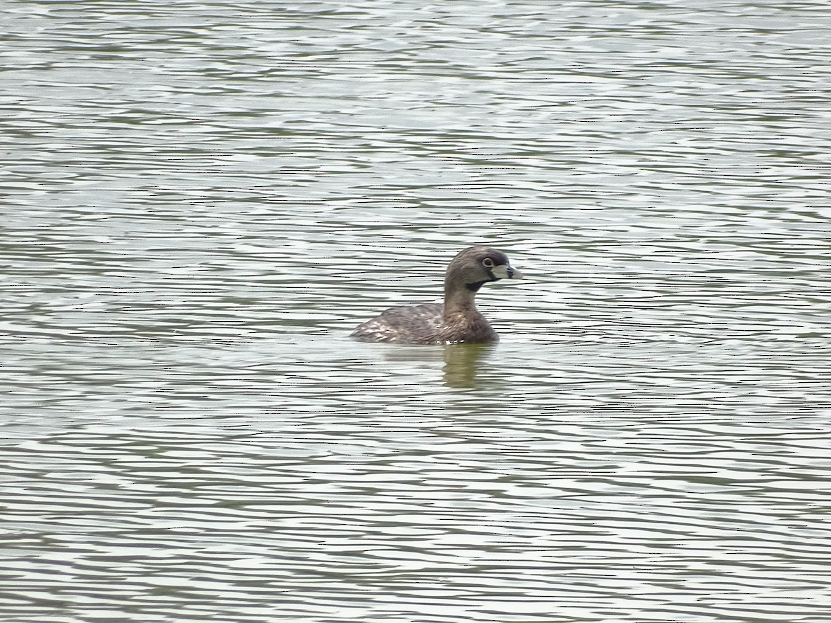 Pied-billed Grebe - ML646587238