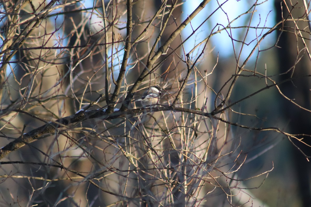 Black-capped Chickadee - ML646587240