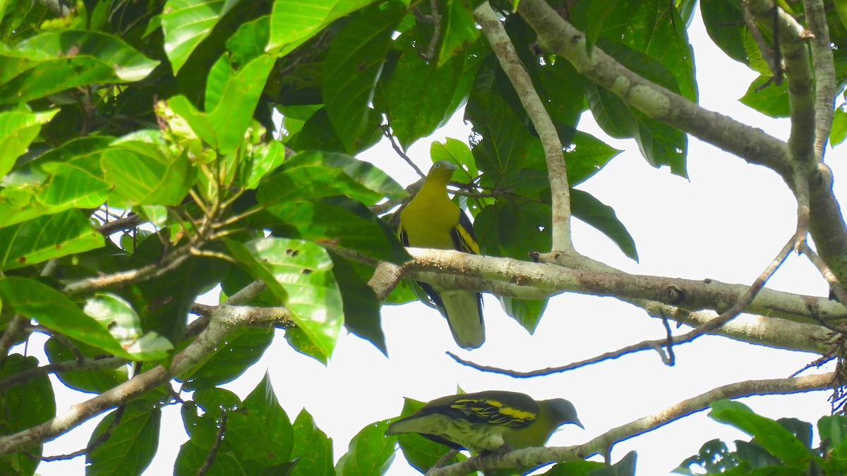 Buru Green-Pigeon - ML646587241