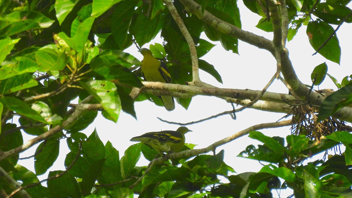 Buru Green-Pigeon - ML646587242