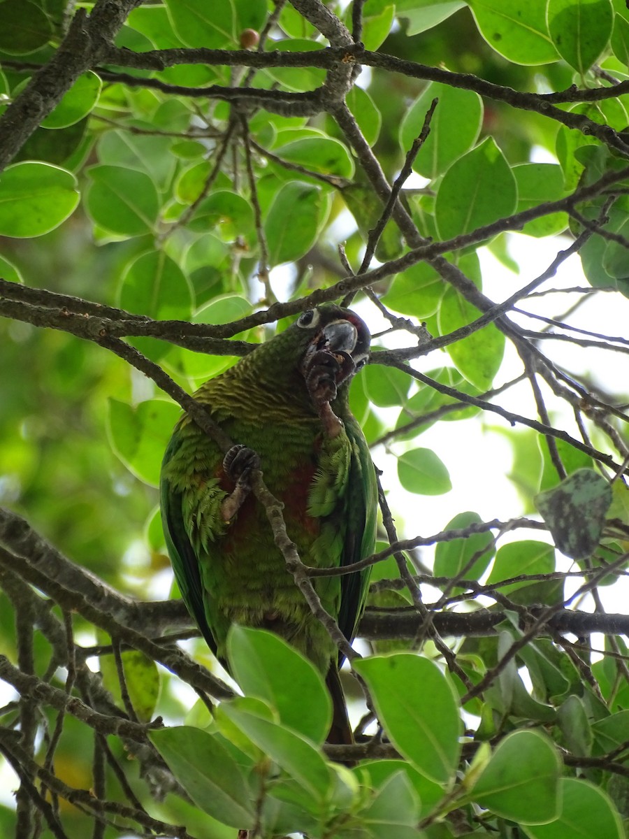 Maroon-bellied Parakeet - ML646587245