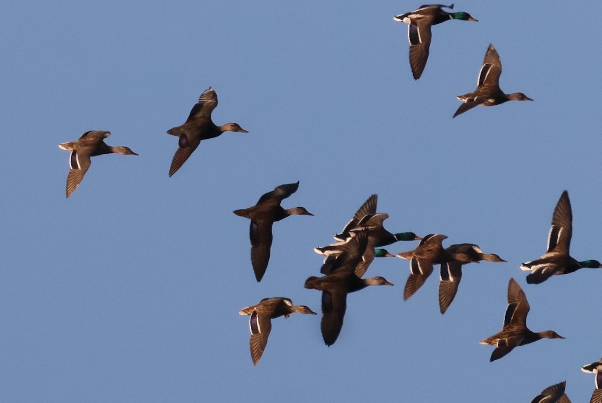 American Black Duck - ML646587246