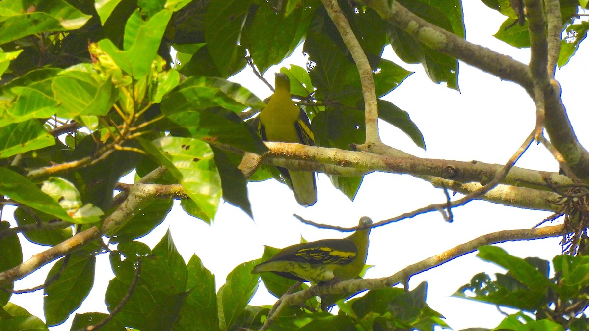 Buru Green-Pigeon - ML646587247