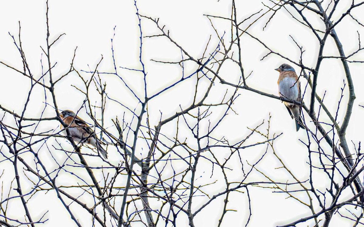 Brambling - ML646587249