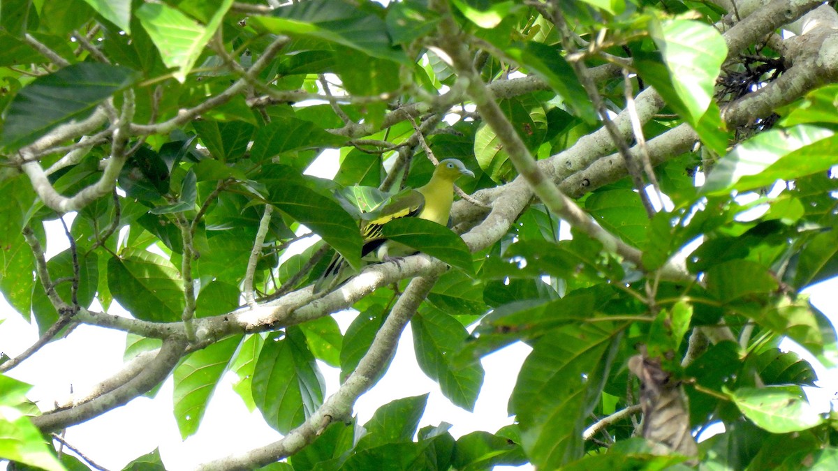 Buru Green-Pigeon - ML646587250