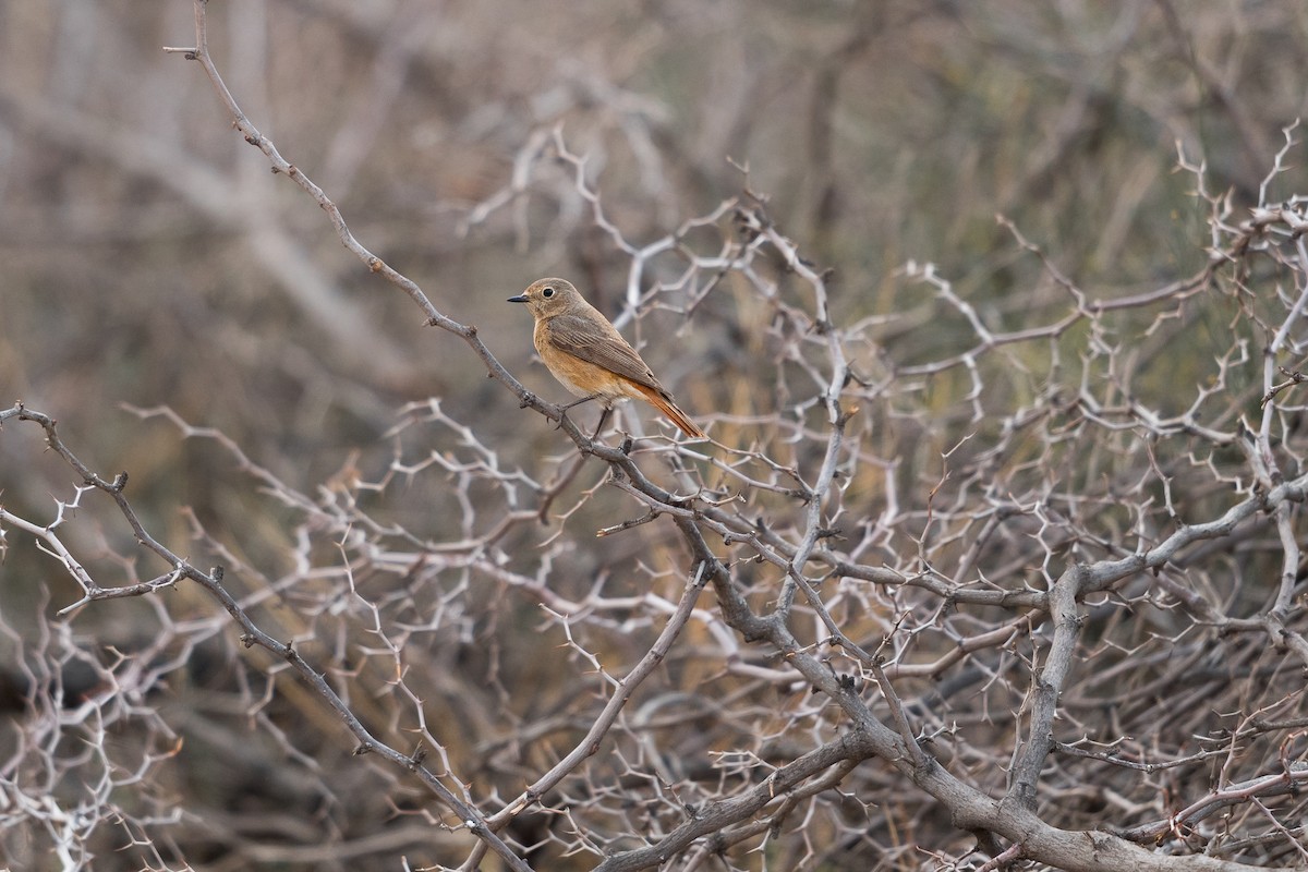 rødstjert (phoenicurus) - ML646587251