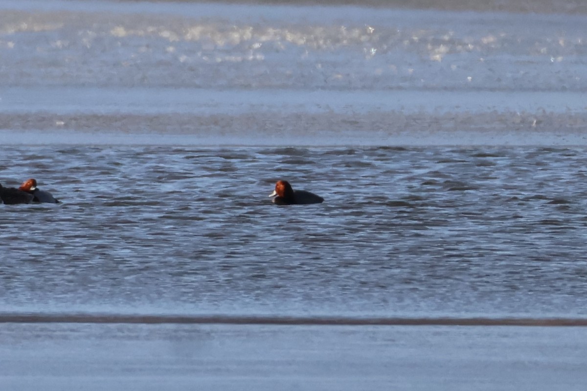 Porrón Americano - ML646587252